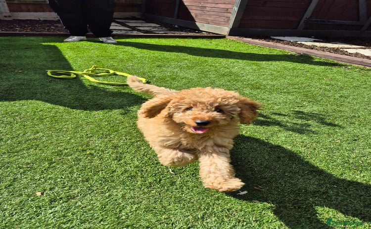 Cockapoo dogs - Advert 1
