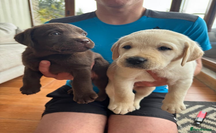 Labrador Retriever dogs - Advert 6