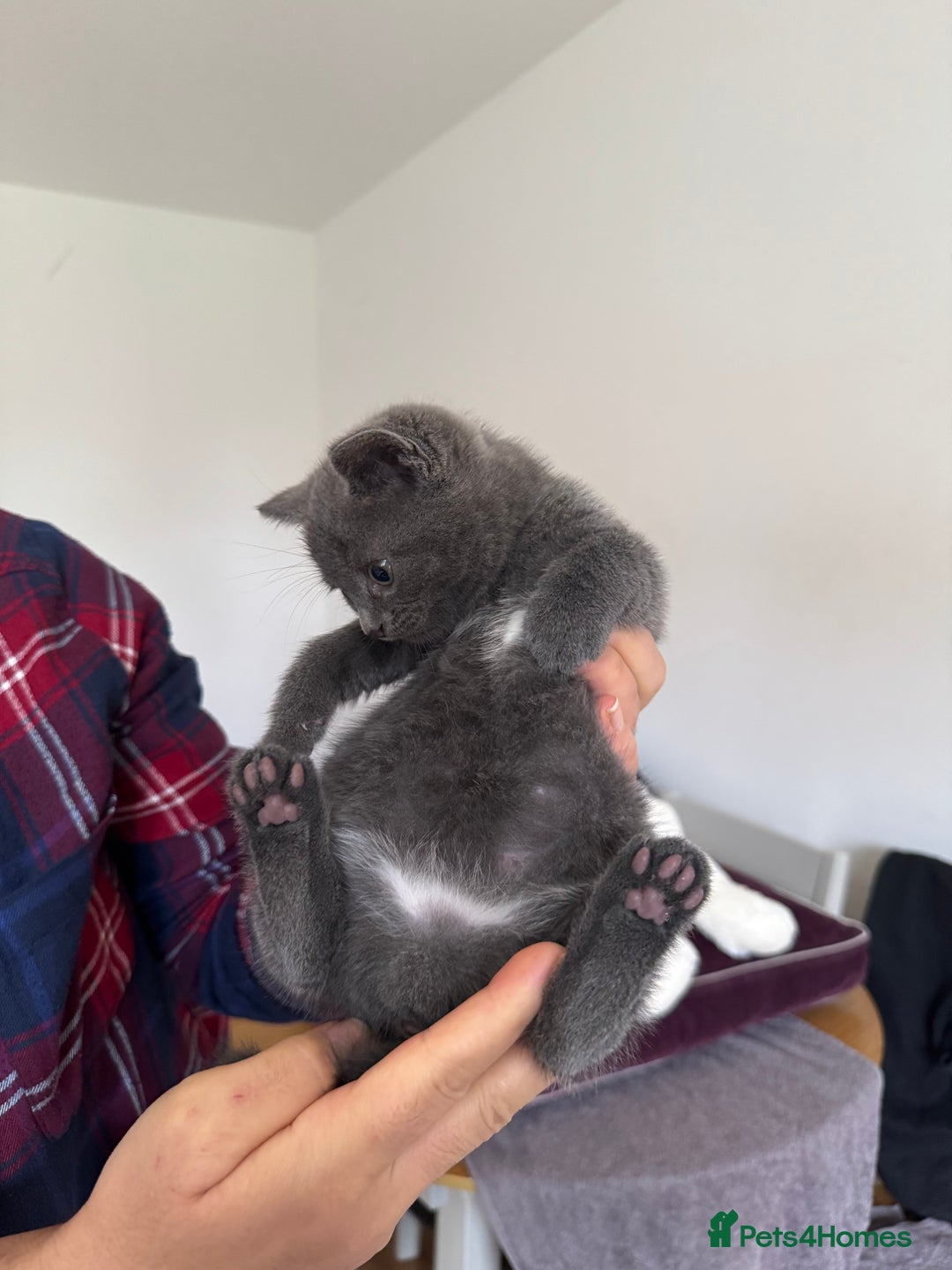 British Shorthair cats for sale: It’s a British short hair  - Image 21