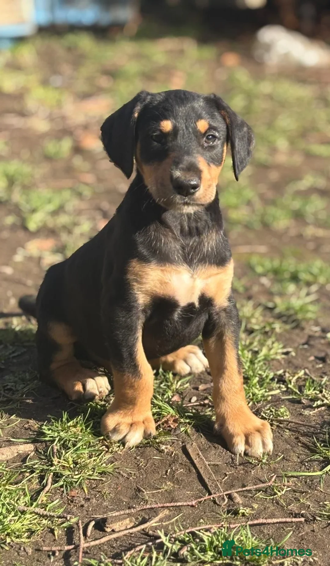 Mixed Breed dogs for sale: Lurcher x dobermen in Doncaster - Advert 13