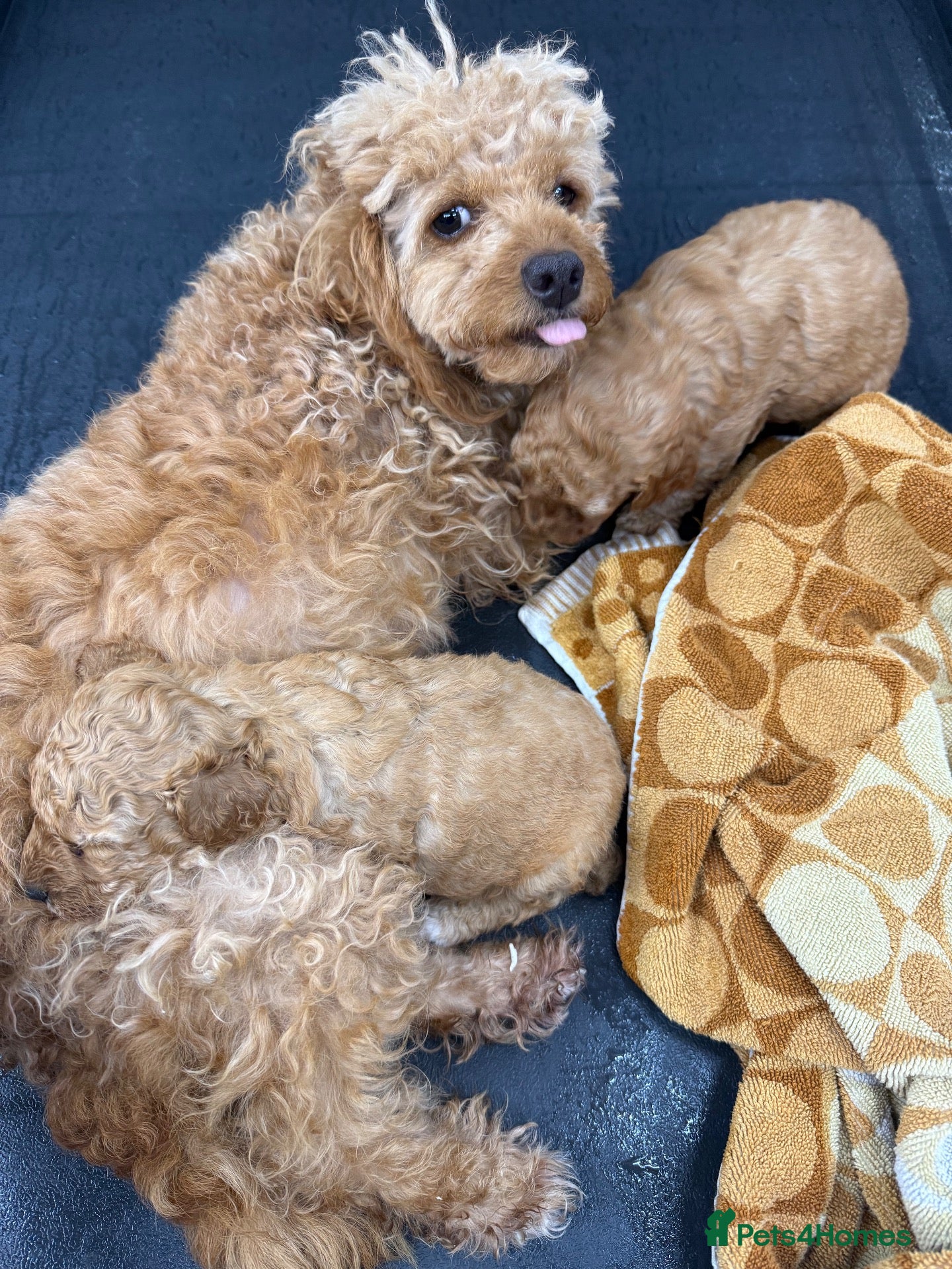 Maltipoo dogs 🐾 Beautiful Maltipoo Puppies Born on 8 sep 2026 - Advert 5