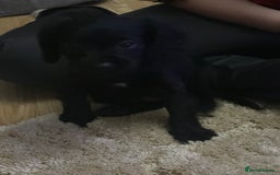 Cockalier dogs for sale: Cockier  - Advert 8