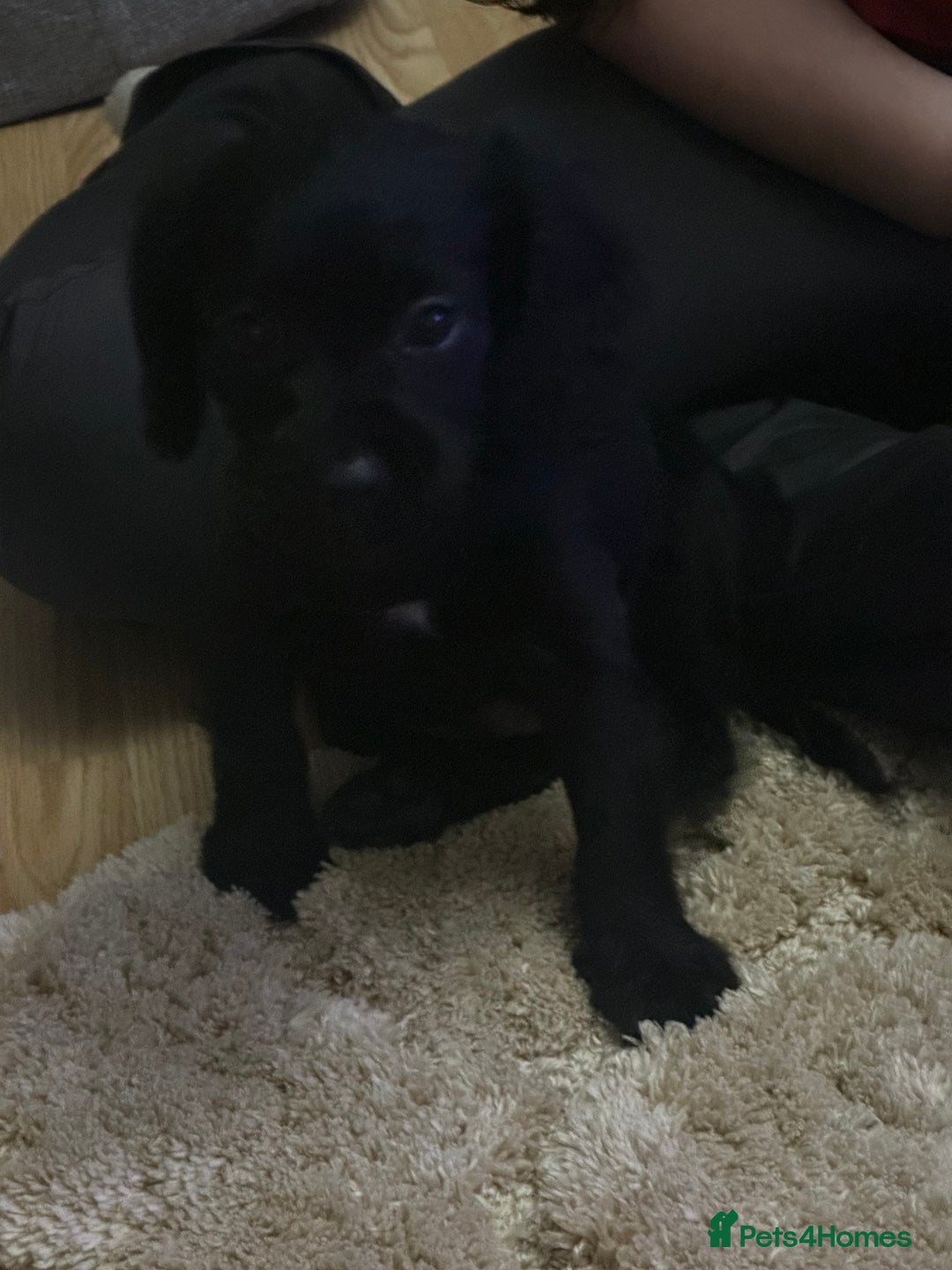 Cockalier dogs for sale: Cockier  - Advert 8