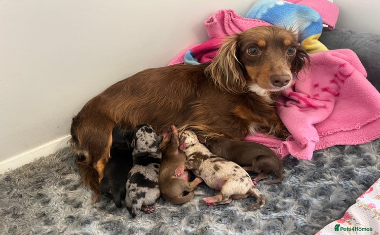 Miniature Dachshund dogs - Advert 17