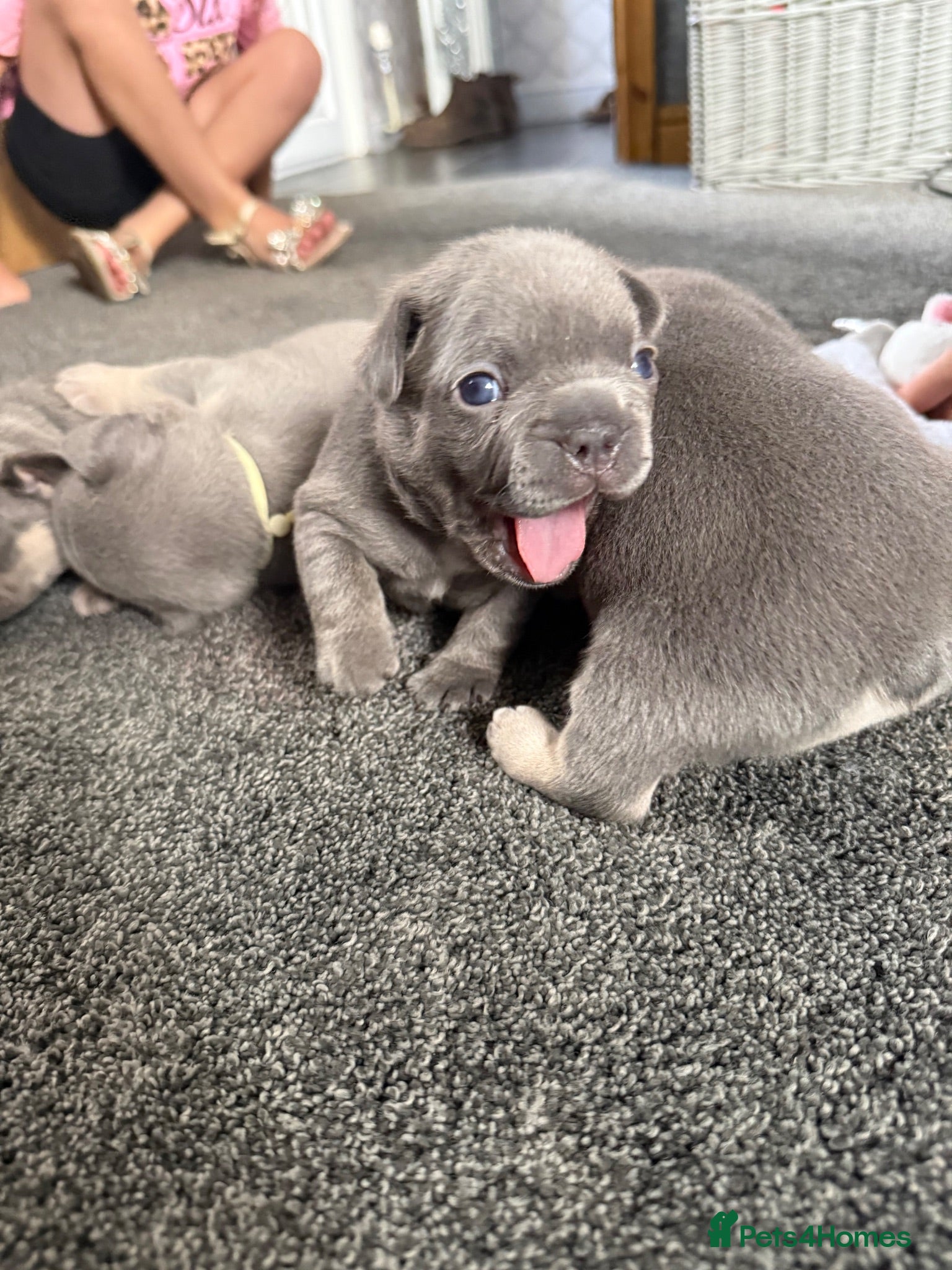 French Bulldog dogs 🐾Outstanding litter of 6 💙💖 - Advert 2
