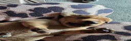 Dachshund dogs for sale: Shaded red Dachshund puppies in Barrow-upon-Humber - Advert 8