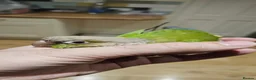 Conures birds for sale: Green cheek conure  in Lincoln - Advert 3