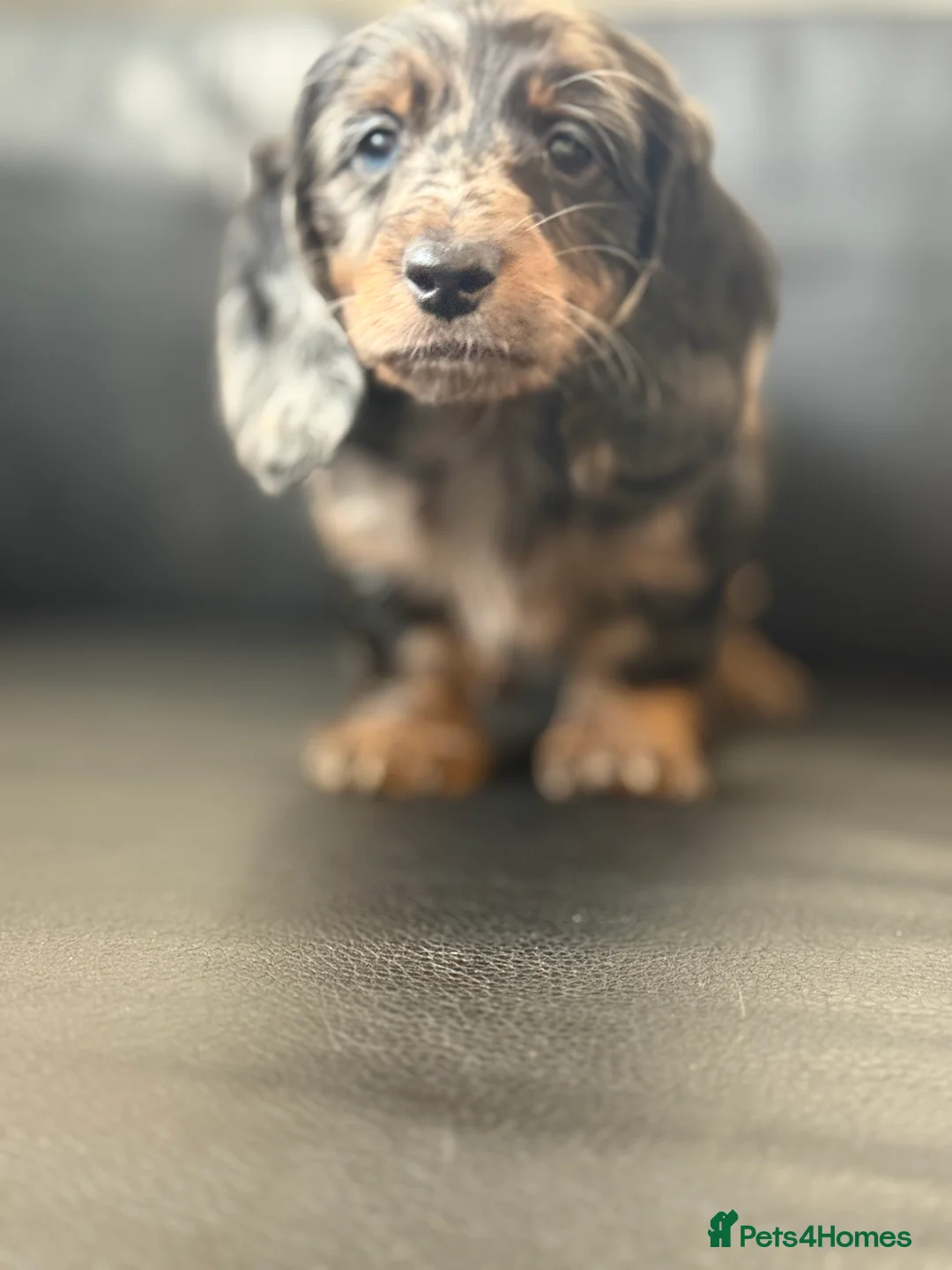 Miniature Dachshund dogs for sale: Mini long hair dachshunds  - Advert 19