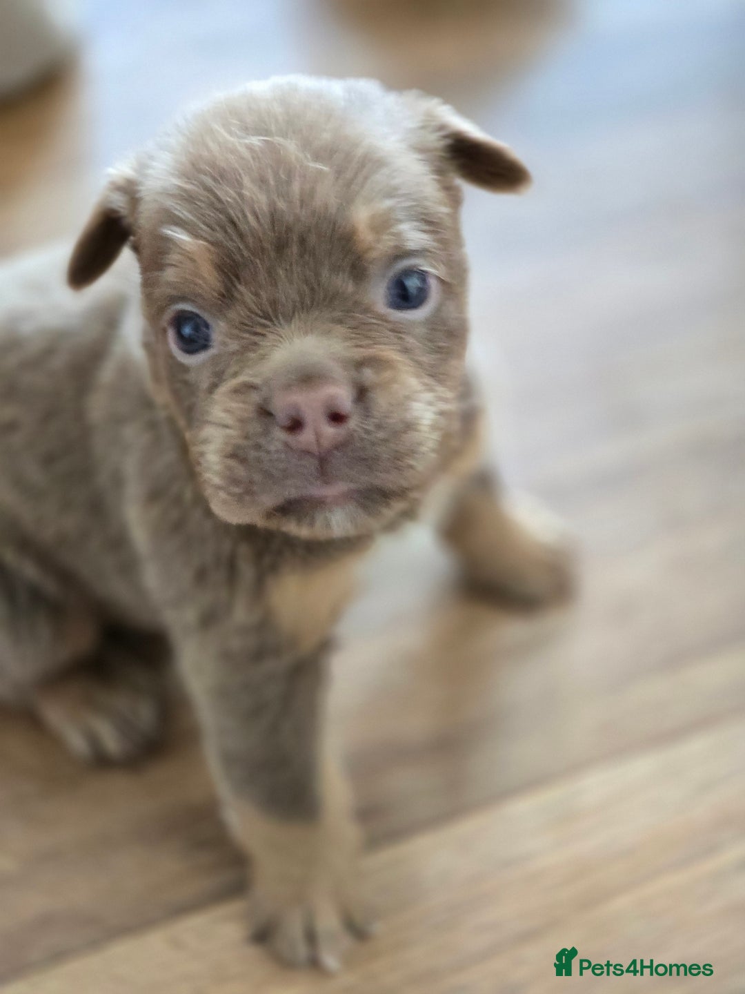 Olde English Bulldogge dogs for sale: Old english bulldoggee mammots - Image 14