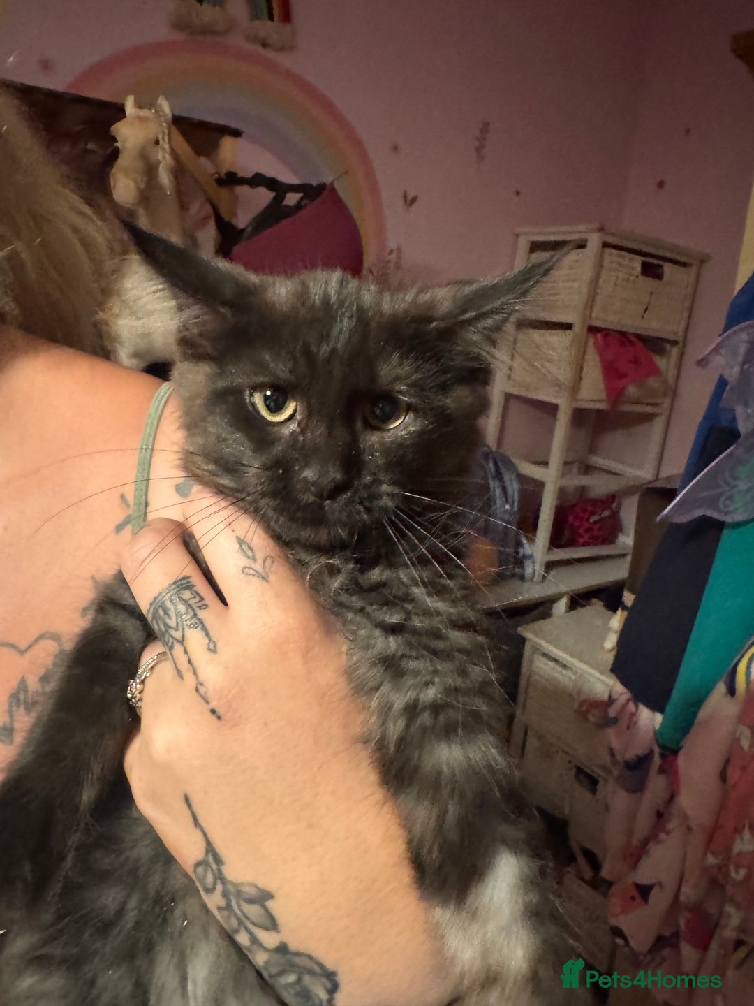 Maine Coon cats for sale: Last 2 girls remaining  in Ilminster - Image 11