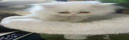 Persian cats for sale: Exotic Persian kitten ready now for homing  - Advert 4