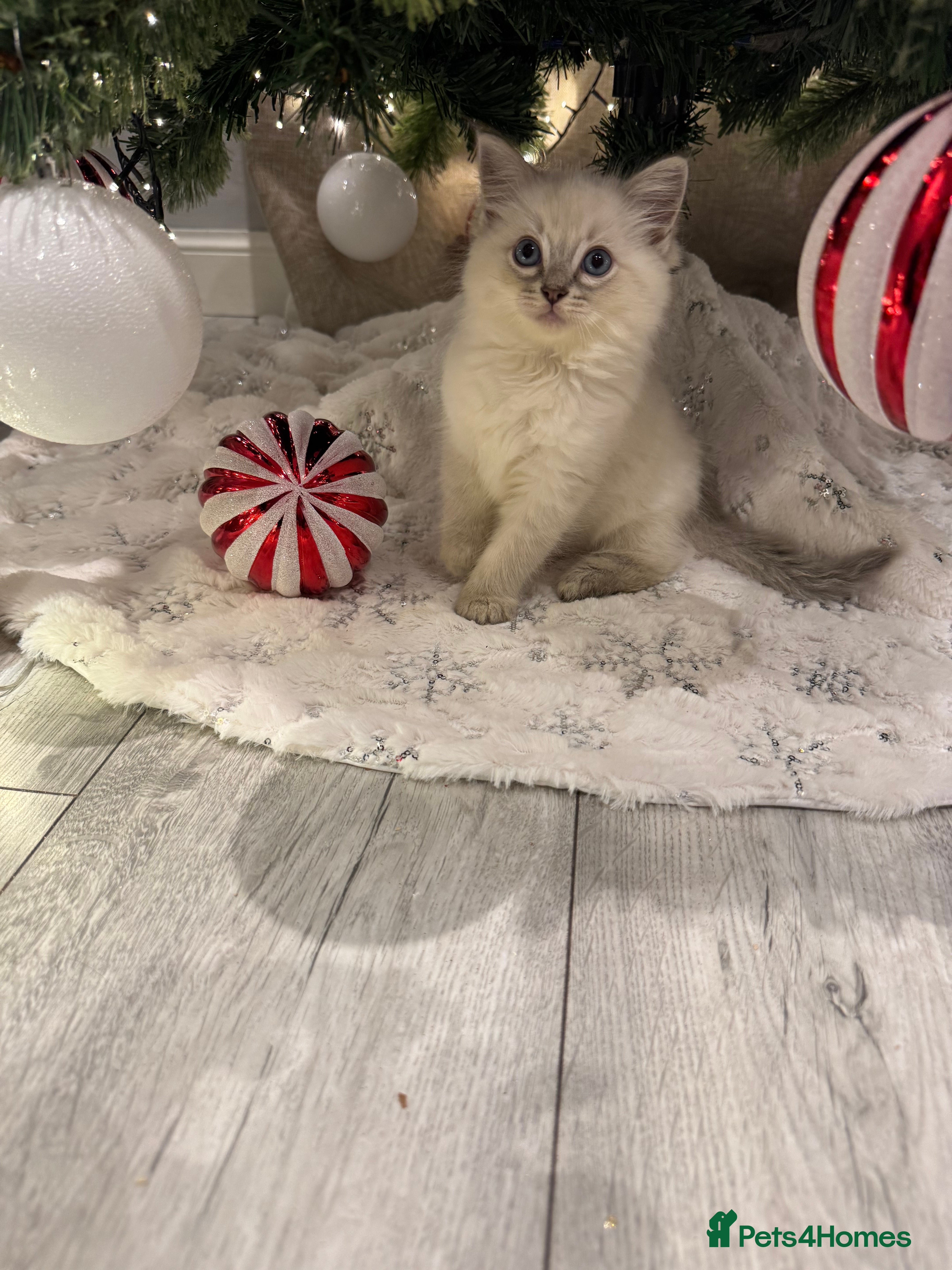 Ragdoll cats Ragdoll kittens  - Advert 5