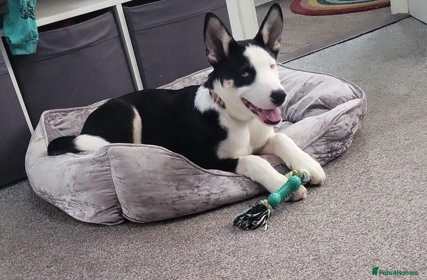 Mixed Breed dogs  Adopt Domino  - Advert 4