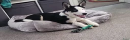 Mixed Breed dogs for sale:  Adopt Domino  in Dronfield - Advert 1