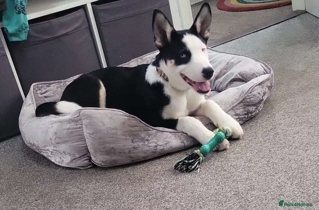 Mixed Breed dogs for sale:  Adopt Domino  in Dronfield - Advert 1