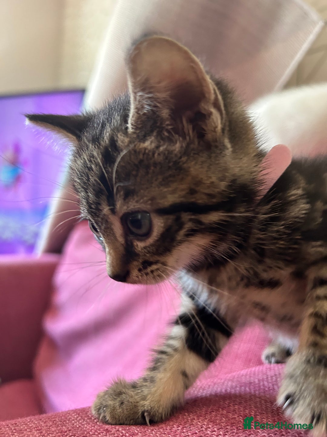 British Shorthair cats for sale: Beautiful tabby kittens looking for forever homes - Image 4