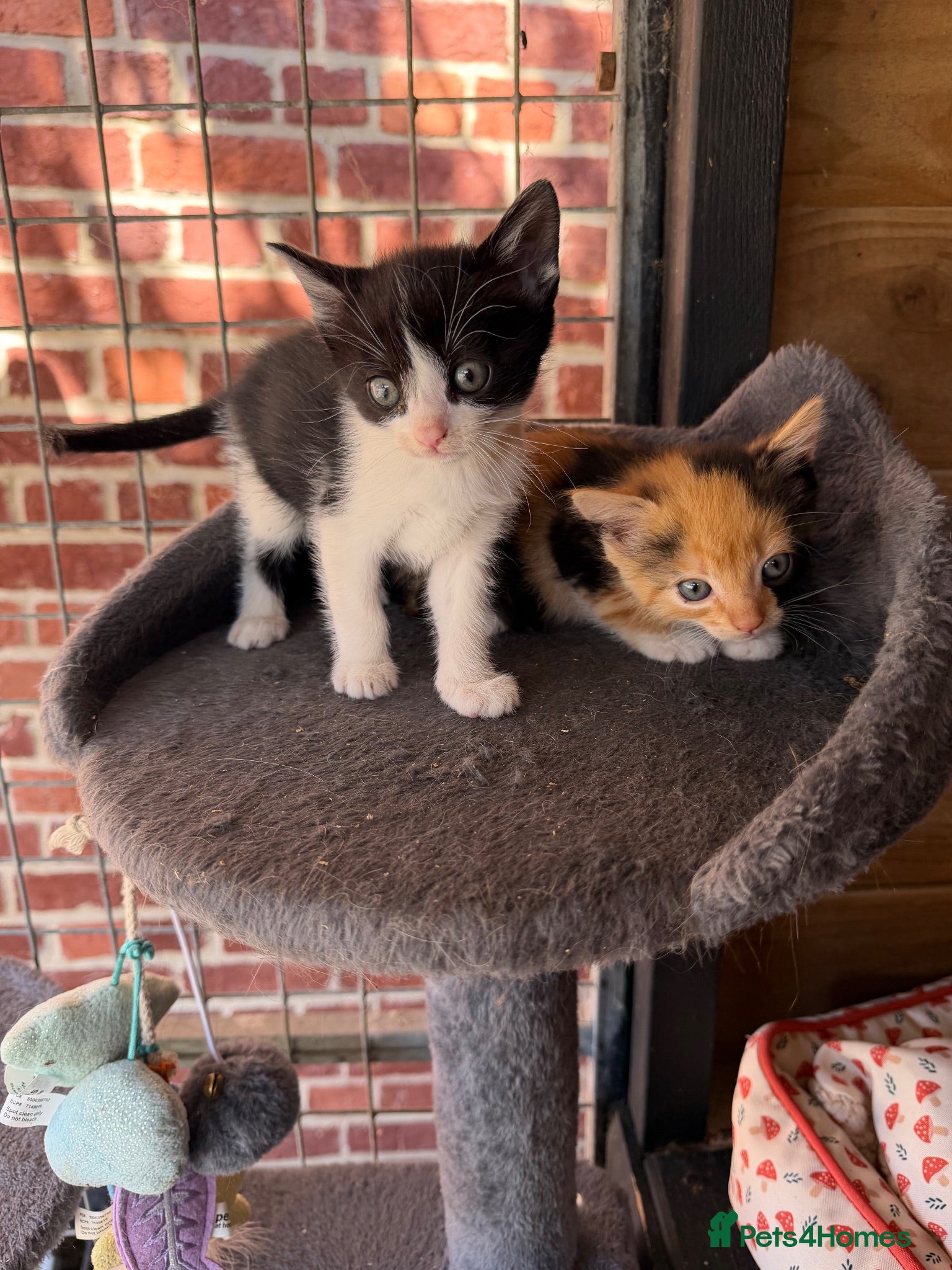 Domestic Shorthair cats Kittens for sale - Advert 16