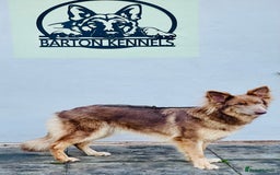 German Shepherd dogs for sale: GORGEAOUS K/C Registered German Shepherd puppies - Image 2