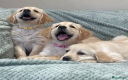 Golden Retriever dogs for sale: Quality Litter Of KC Reg Golden Retriever Puppies  - Image 7
