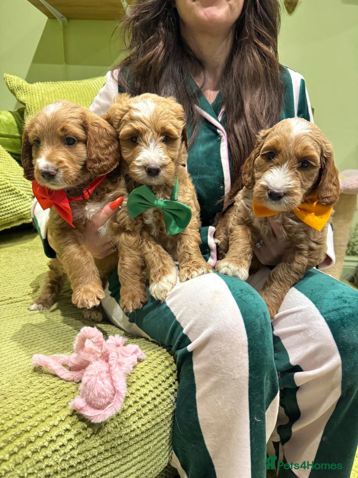 Goldendoodle dogs Golden doodles F2b  - Advert 3