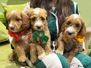Goldendoodle dogs Golden doodles F2b - Advert 3
