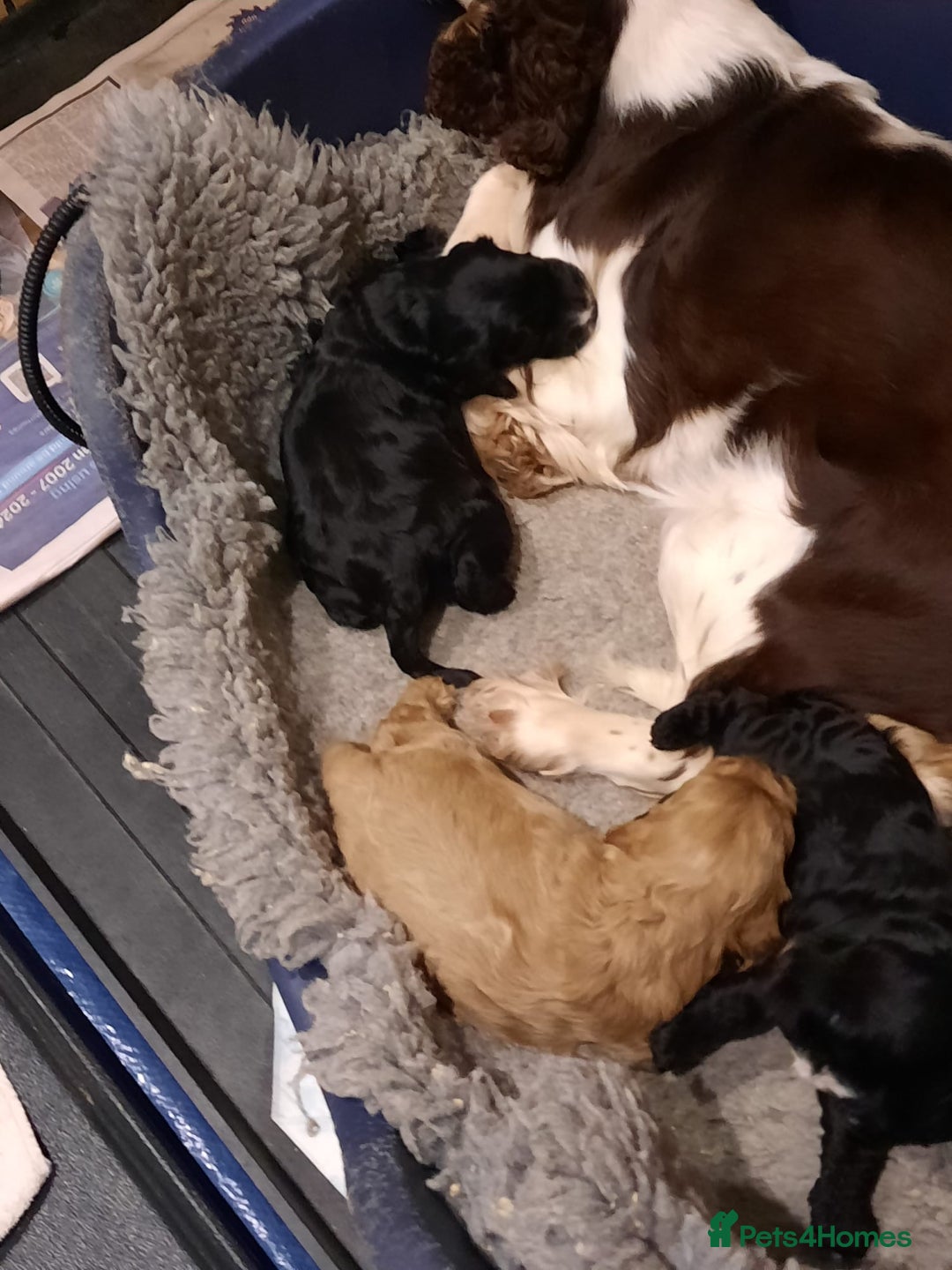 Cockapoo dogs for sale: Adorable F1 Cockapoo puppies for sale - Advert 5