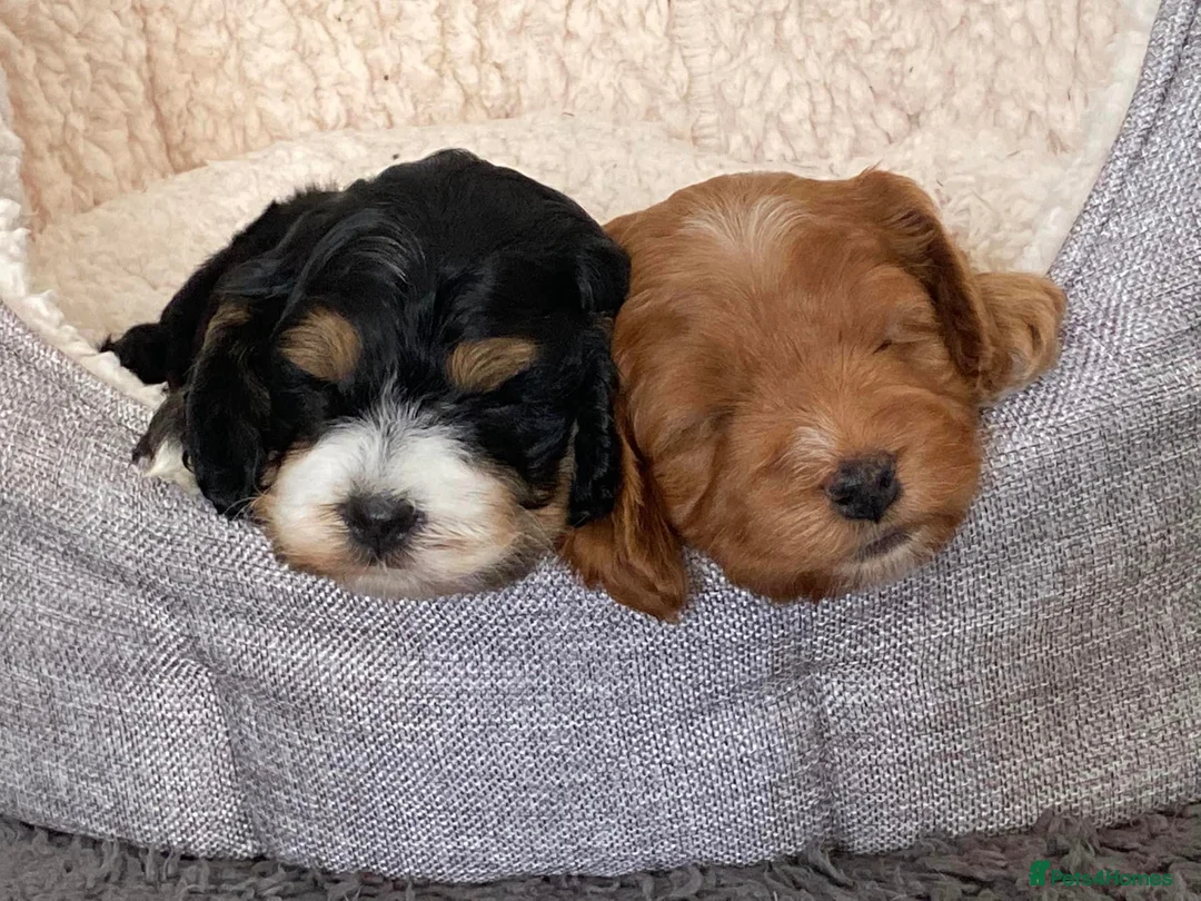 Cockapoo dogs for stud: Unique f3 American cockapoo stud  in Aberdeen - Advert 14