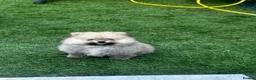 Pomeranian dogs for sale: Pomeranian male puppies - Teddy bear  in Lutterworth - Advert 9