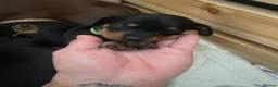 Miniature Dachshund dogs for sale: Beautiful Black and Tan miniature dachshund  - Advert 31