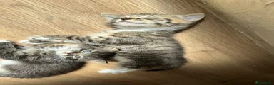 British Shorthair 1