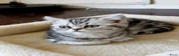 British Shorthair cats for sale: Bsh.Silver Classic  Tabby. GCCF. - Advert 6