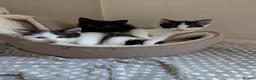 Mixed Breed cats for sale: Boy kitten - Advert 5
