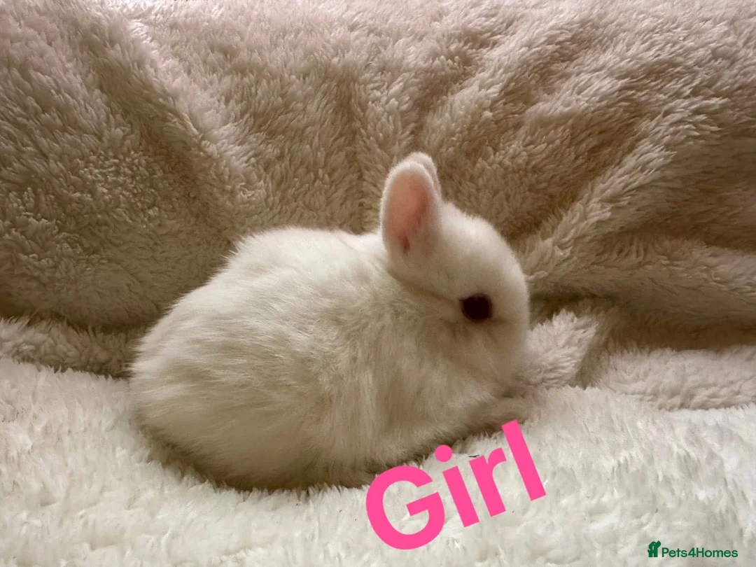 Netherland Dwarf rabbits for sale: Pedigree Neverland dwarfs - Advert 2