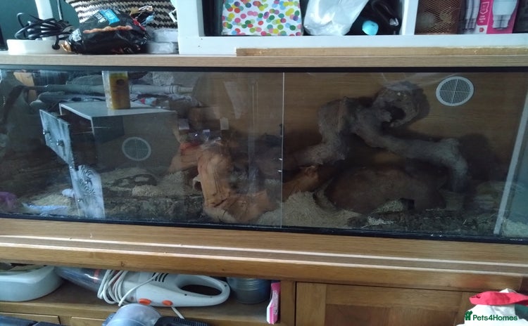 Corn Snake reptiles - Advert 2
