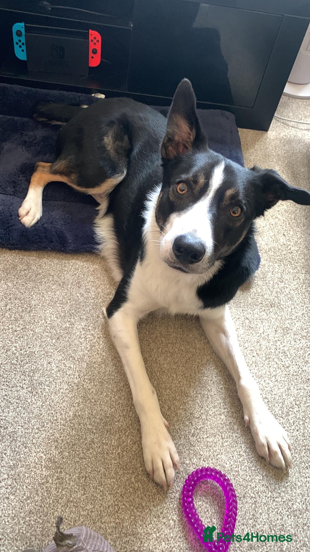 Border Collie dogs for sale: Rex in need of a new family  - Advert 1