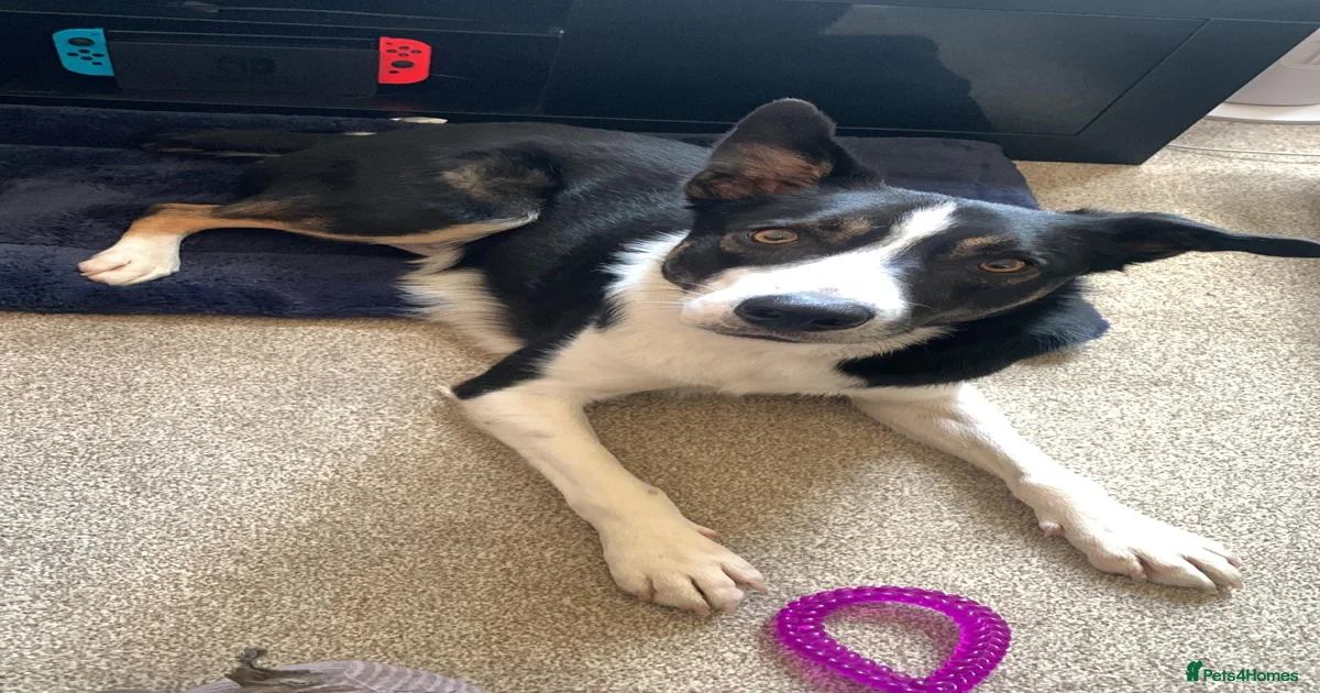 Rex in need of a new family for sale in Gloucester | Pets4Homes