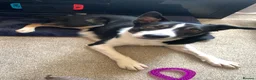 Border Collie dogs for sale: Rex in need of a new family  - Advert 1
