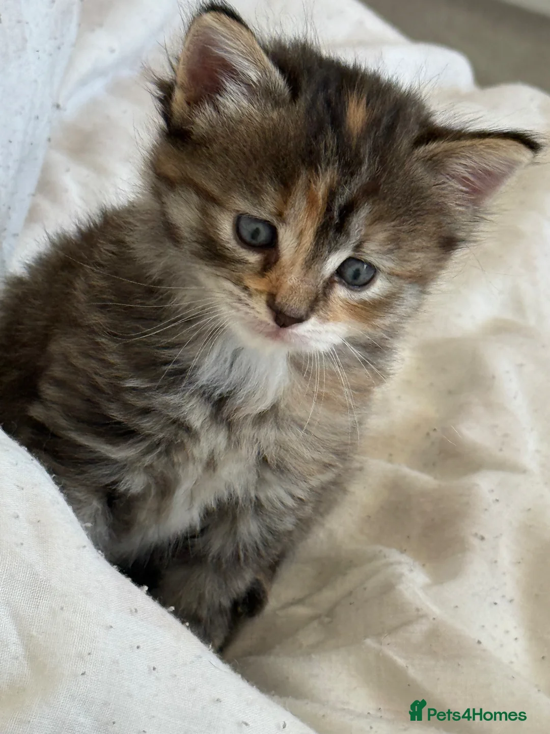 Mixed Breed cats for sale: Kittens  - Advert 2