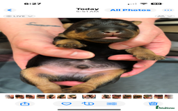 Mixed Breed dogs for sale: Beautiful patter dale x Lakeland terrier  - Image 15