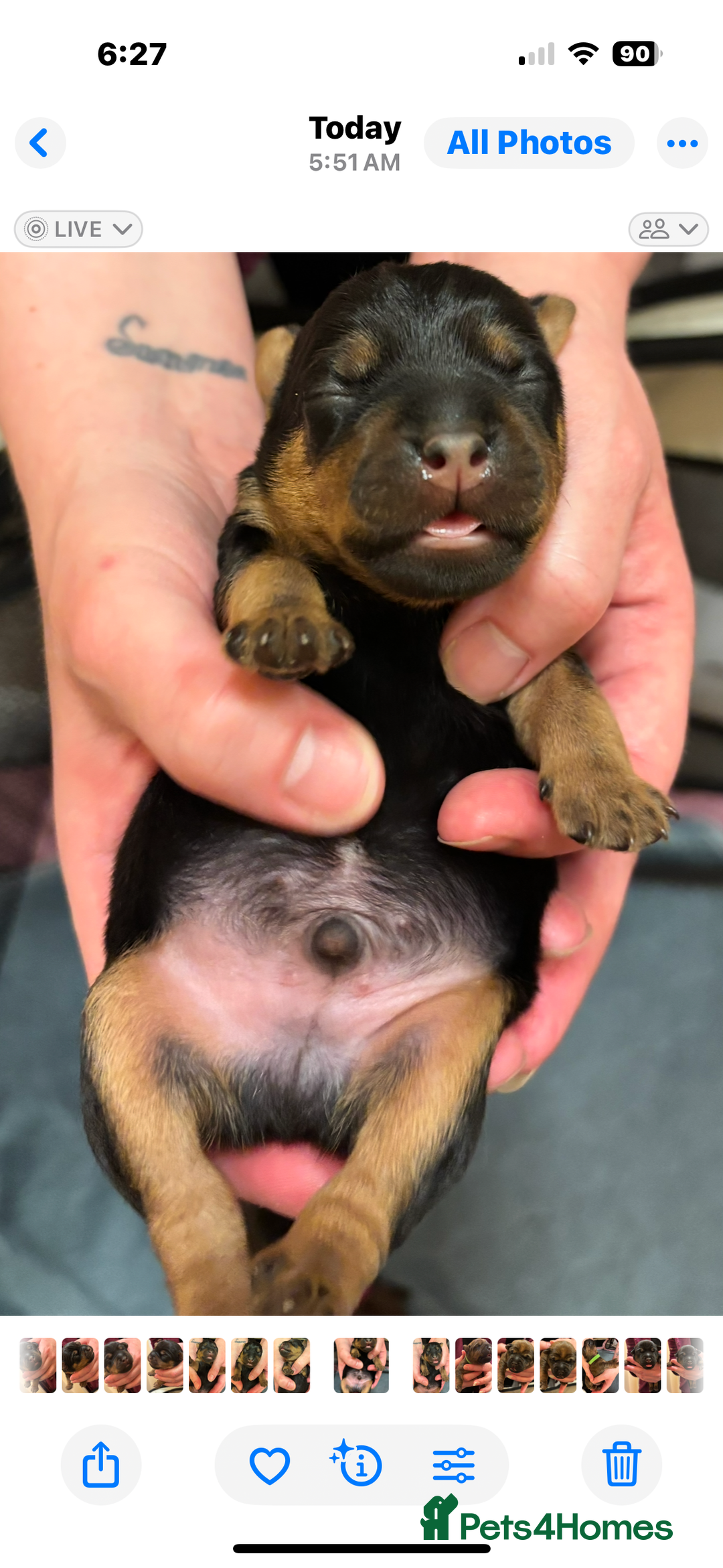 Mixed Breed dogs for sale: Beautiful patter dale x Lakeland terrier  - Image 15