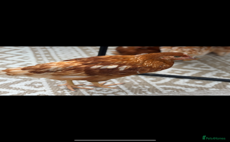 Chickens poultry - Advert 3