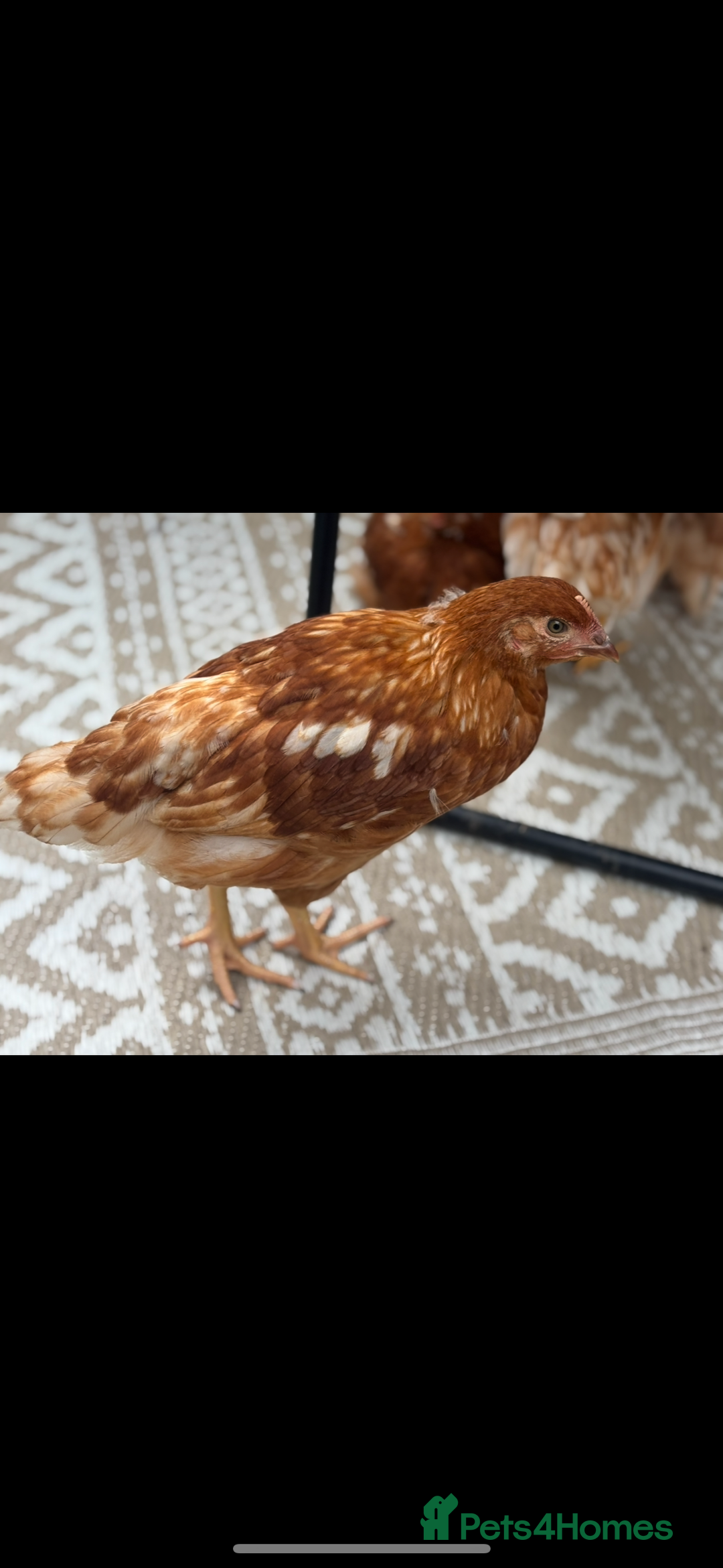 Chickens poultry for sale: 10 Female chickens with extras  - Image 1