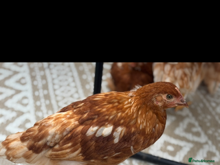 Chickens poultry - Advert 29
