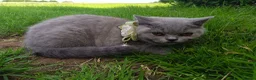 British Shorthair cats for sale: Ready to go. Gccf registered blue BSH kittens - Advert 8