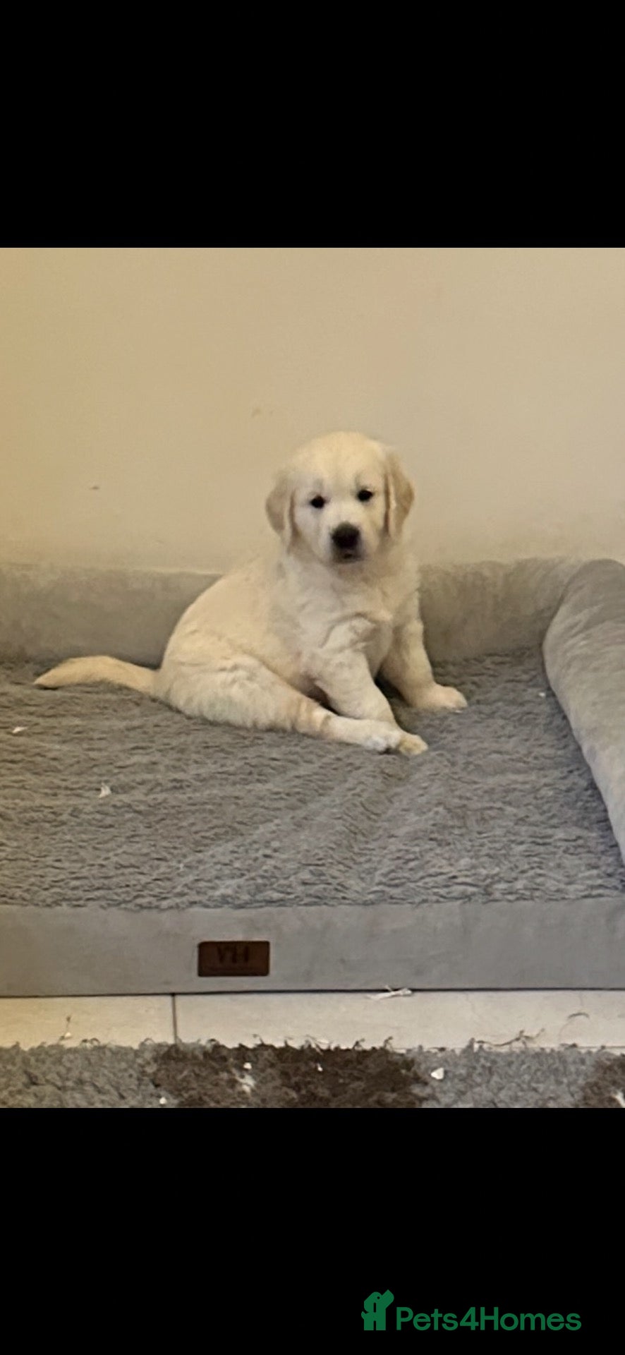 Golden Retriever dogs Cream Boys From Health Tested Parents  - Advert 2