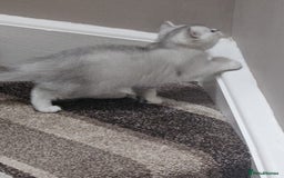 British Shorthair cats for sale: 4 British Short-hair kittens ready for new home💓 - Image 8