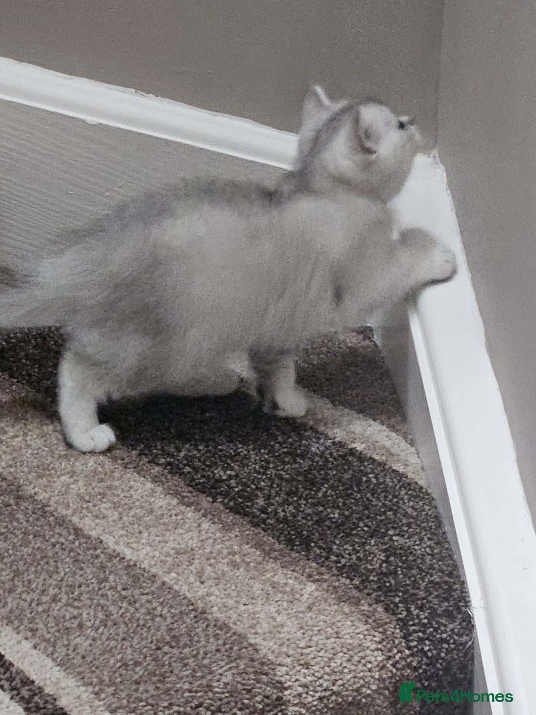 British Shorthair cats for sale: 4 British Short-hair kittens ready for new home💓 - Image 8
