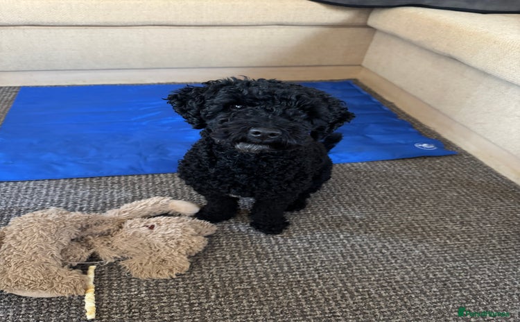 Toy Poodle dogs - Advert 1