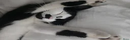 Domestic Shorthair cats for sale: Gorgeous black and white kitten called Jet - Advert 12