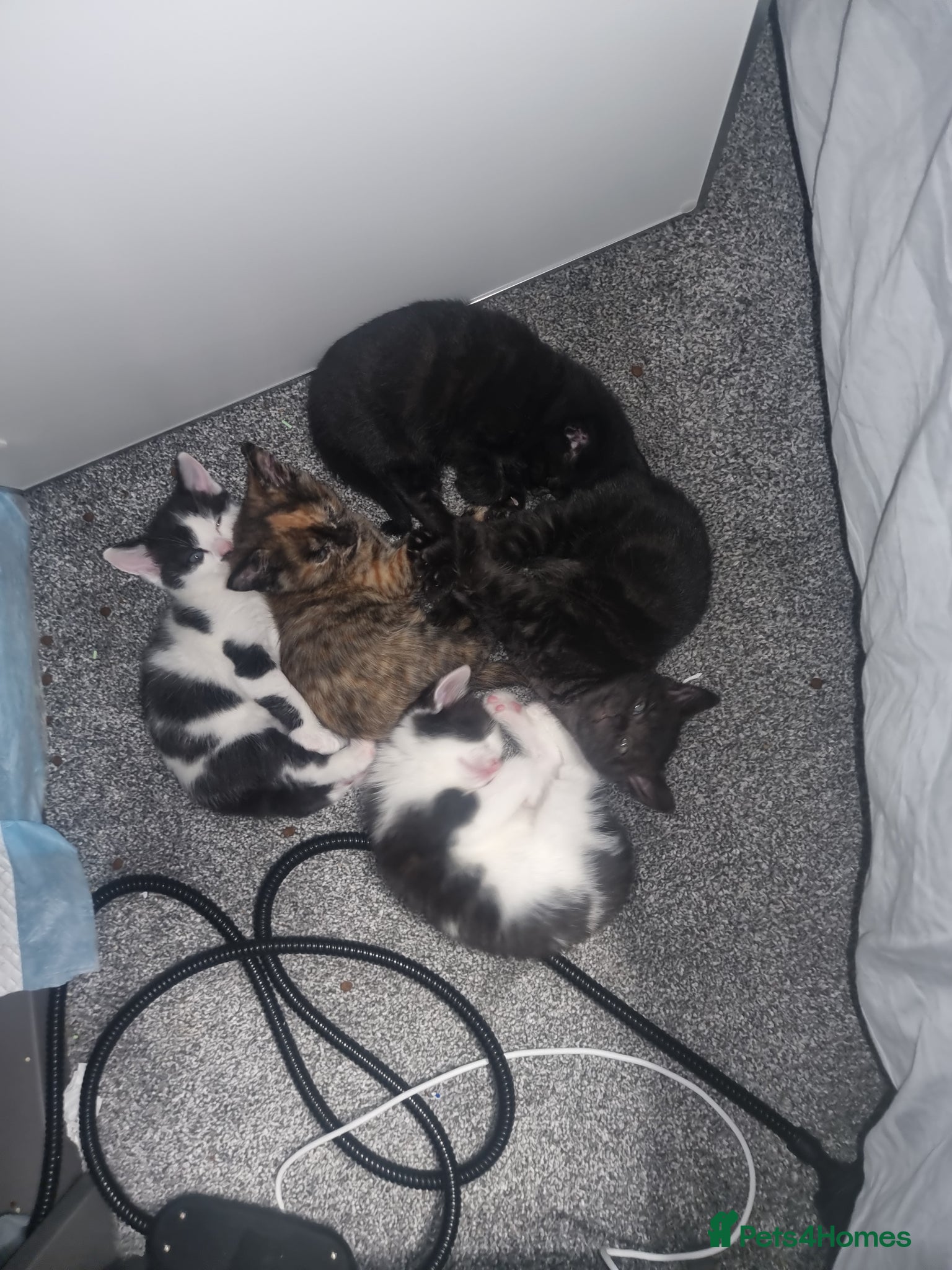 Mixed Breed cats Lovely mixed breed kittens black and black/white - Advert 2
